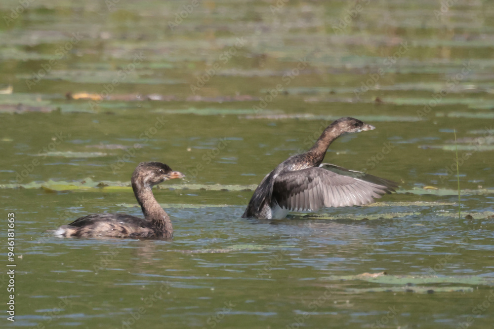 Three sibling Pie-Billed Griebes in marsh in late summer Three sibling Pie-Billed Griebes in marsh in late summer