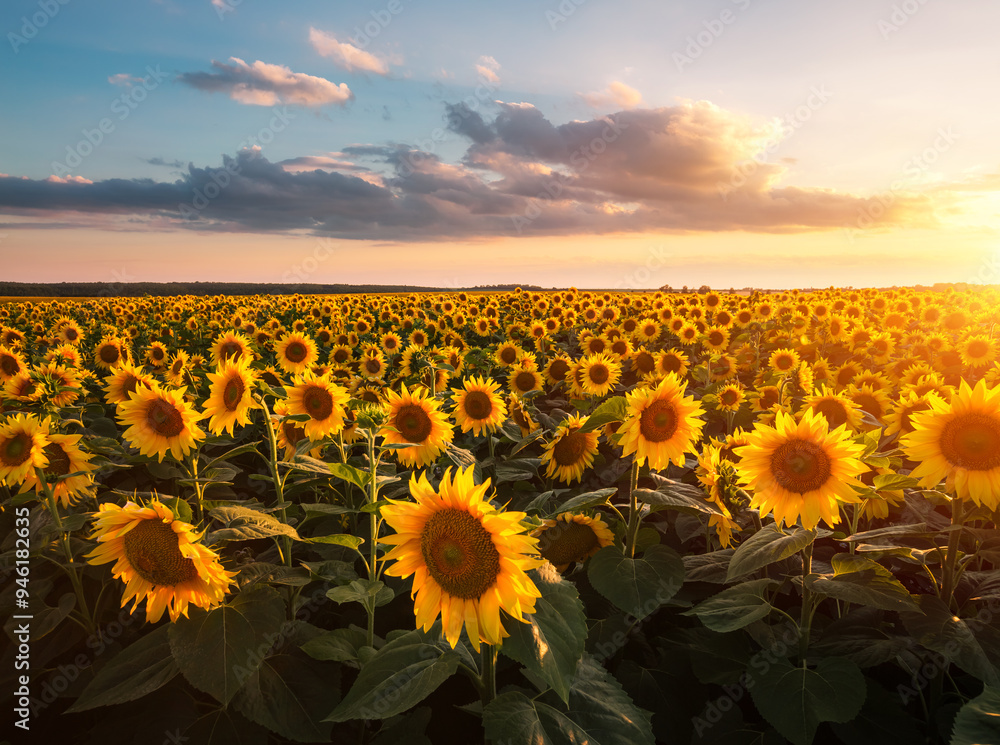 Fototapeta premium Splendid scene of vivid yellow sunflowers in the evening.