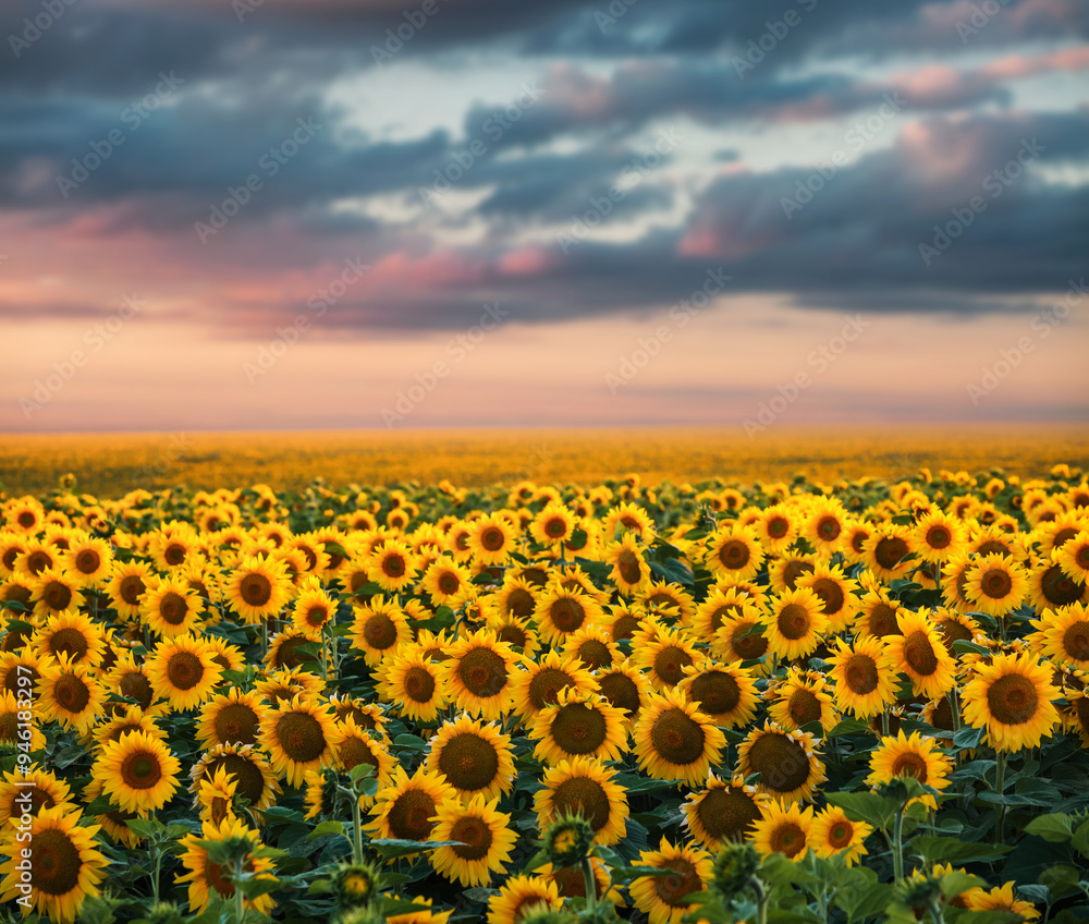 Obraz premium Splendid scene of vivid yellow sunflowers in the evening.