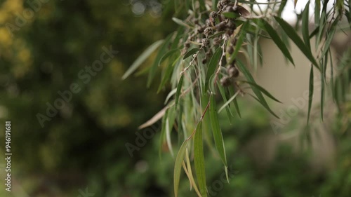 Wallpaper Mural Australian native bushland and Flora  Torontodigital.ca