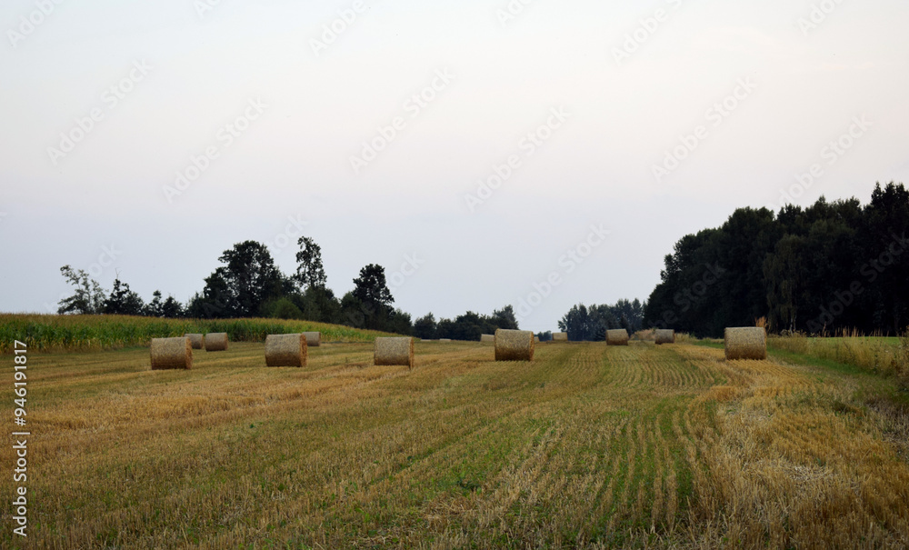 landscape with cows in the field. Field with round rolls of straw landscape with cows in the field. Field with round rolls of straw