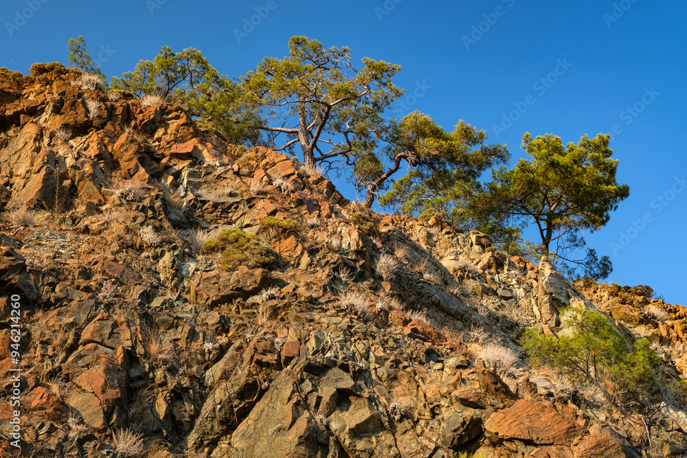 Pine branches on the cliff side, illuminated by the sun against the blue sky Pine branches on the cliff side, illuminated by the sun against the blue sky