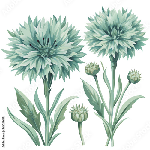 Watercolor Painting of Blue Cornflowers and Buds with Soft Green Leaves