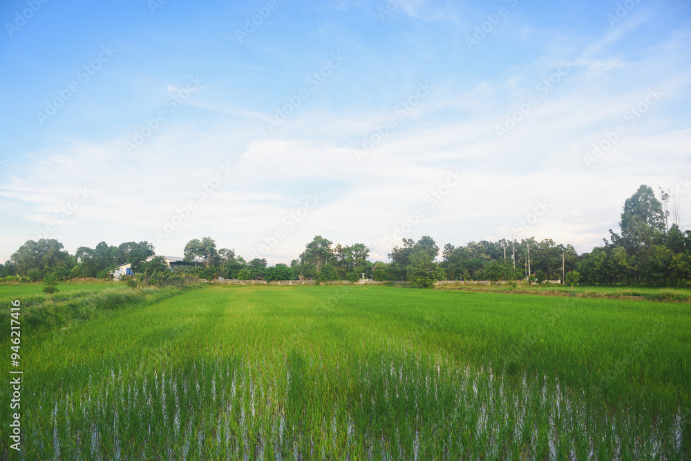 Obraz premium Green rice fields, sky and sunshine