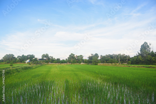 Green rice fields, sky and sunshine