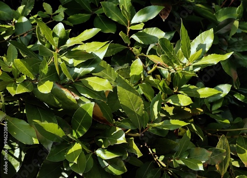  green leaves of Laurus Nobilis bush -Lauraceae Family photo