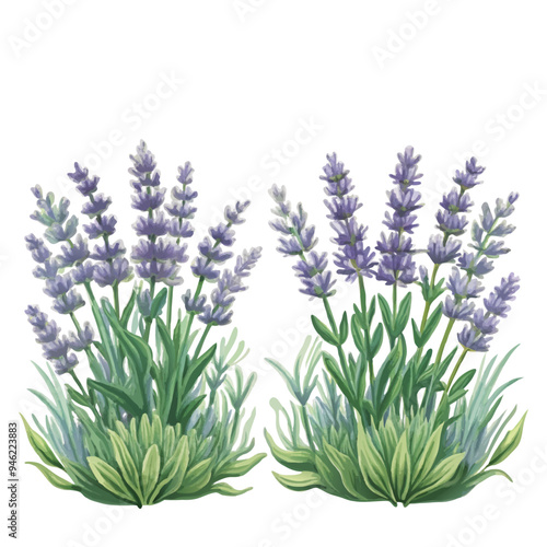 Watercolor Style Illustration of Lavender Flower Bunches on White Background