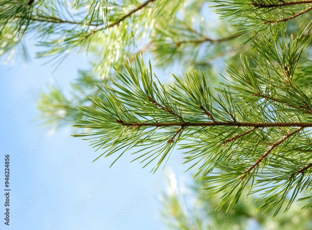 Pine needles are used to make tea. Pine needles are used to make tea.