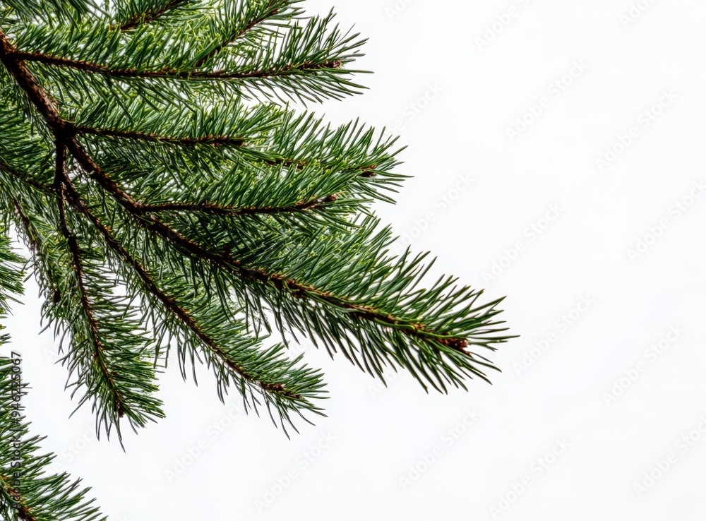 A close-up of the branches of a Norway Spruce. A close-up of the branches of a Norway Spruce.