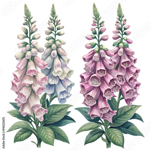 Digital Illustration of Foxglove Plants with White and Pink Flowers