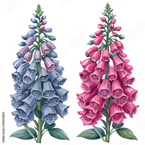 Vibrant Digital Illustration of Purple and Pink Foxglove Flowers on White Background