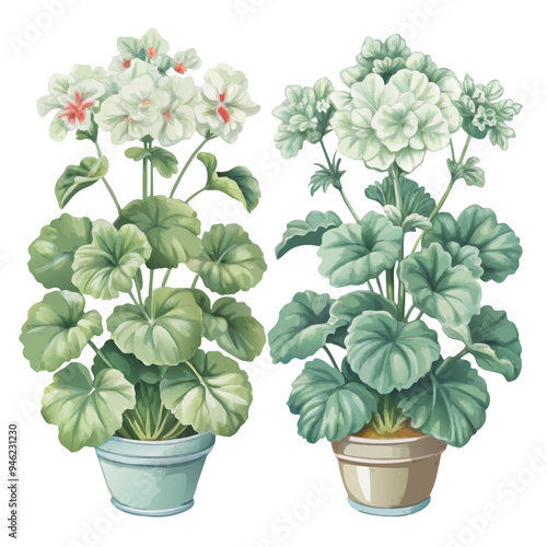 Illustration of Geranium Plants in Blue and Brown Pots with White Flowers