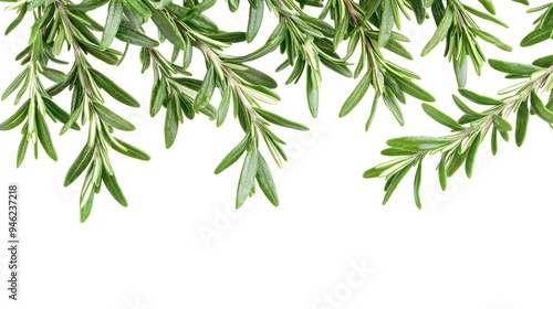 Fresh rosemary sprigs isolated on white background.