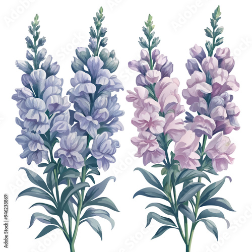Three Snapdragon Blossoms in Watercolor Style on White Background