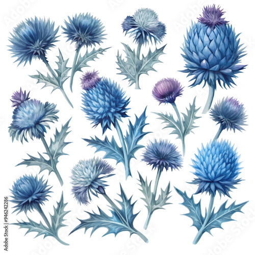 Watercolor Illustration of Blue and Violet Thistle Flowers on White Background
