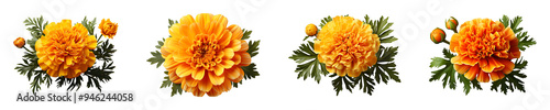 Set, collection of Marigold Flower isolated on transparent background.