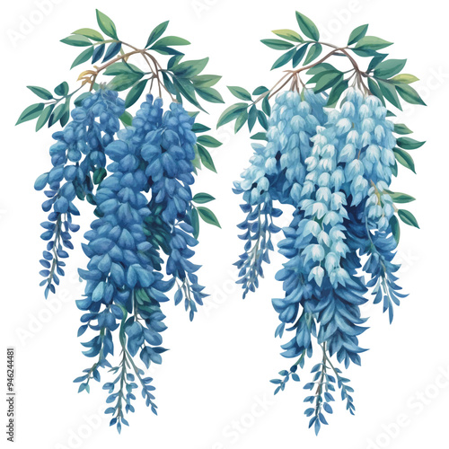 Watercolor Illustration of Blue and Purple Wisteria Flowers Hanging Down