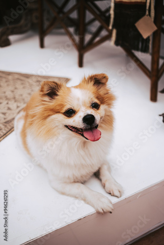 A cute Pomeranian is resting. Funny puppy close up photo