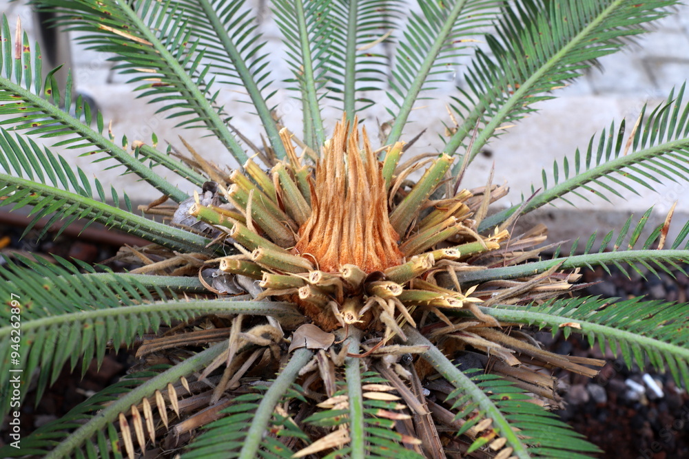 Obraz premium The palm tree grows in the city park.