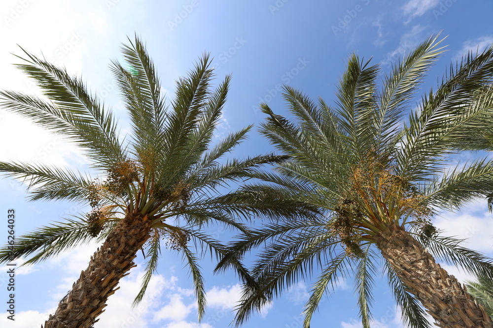 The palm tree grows in the city park. The palm tree grows in the city park.