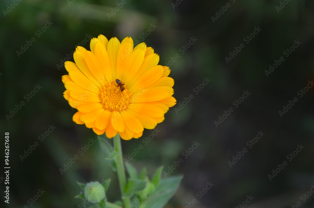 Bee gathering nectar from a blooming calendula flower. Insect, animal wildlife concept. Free copy space. Bee gathering nectar from a blooming calendula flower. Insect, animal wildlife concept. Free copy space.