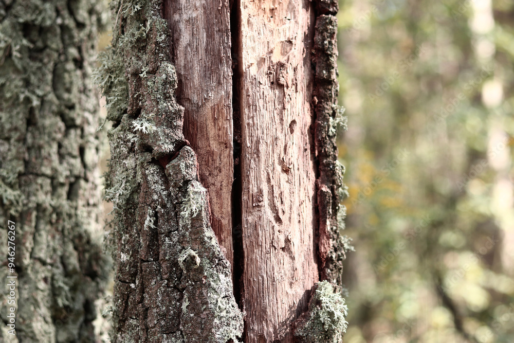 Oak tree trunk covered with lichen. Cracked oak bark close-up and lichen. Drying of the tree. Damaged bark on the tree trunk, details. Moss Oak tree trunk covered with lichen. Cracked oak bark close-up and lichen. Drying of the tree. Damaged bark on the tree trunk, details. Moss