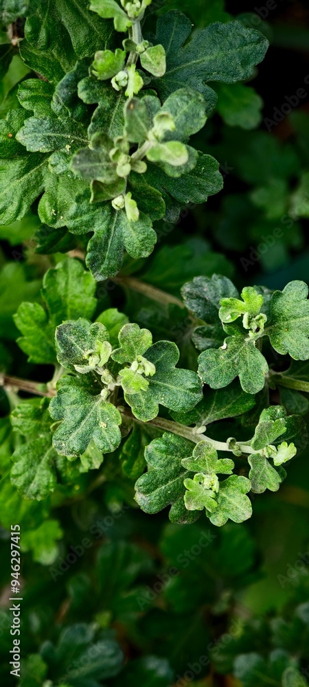 Small green leaves aesthetic phone wallpaper 