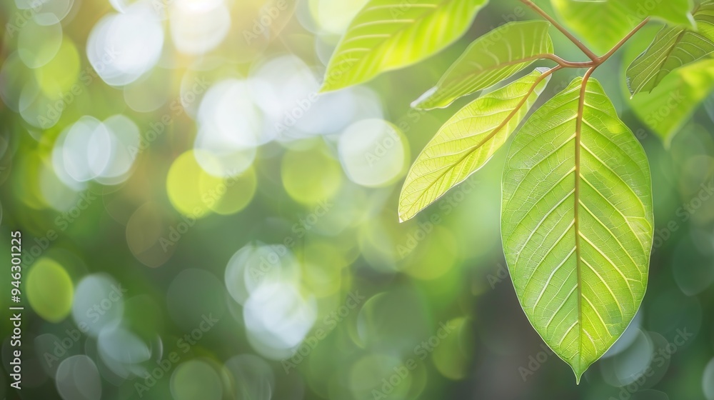 Blur_background_nature_green_leaf_background Blur_background_nature_green_leaf_background