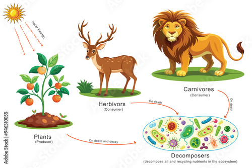 Solar energy is captured by plants, passed to herbivores, then to carnivores, flowing through each stage of the food chain. Finally, microbes decompose all, recycling nutrients in the ecosystem.