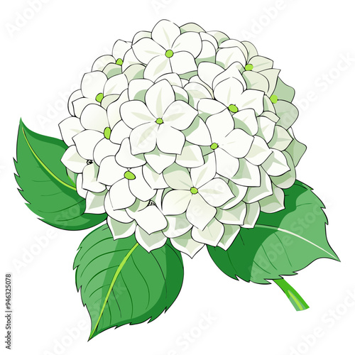 Beautiful Colorful Hydrangeas with Green Leaves Illustration - Vibrant illustration of a hydrangea flowers featuring flowers with green leaves. Perfect for themes of nature, florals, and decoration.