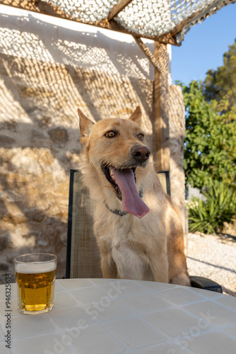 Big brown dog having a beer with tongue out.