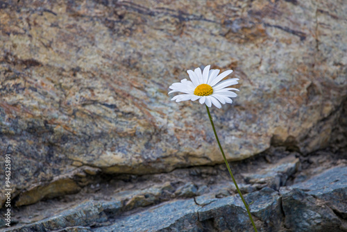 a lonely alpine marguerite in front of a rock