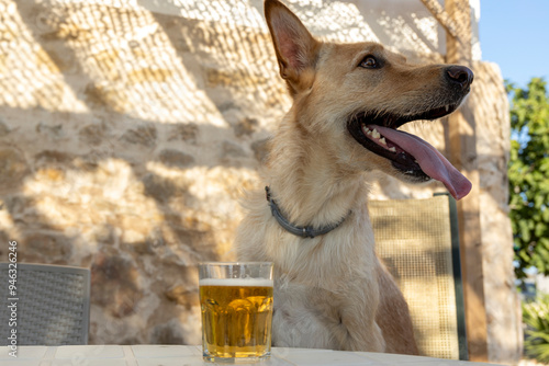 Big brown dog having a beer with tongue out.