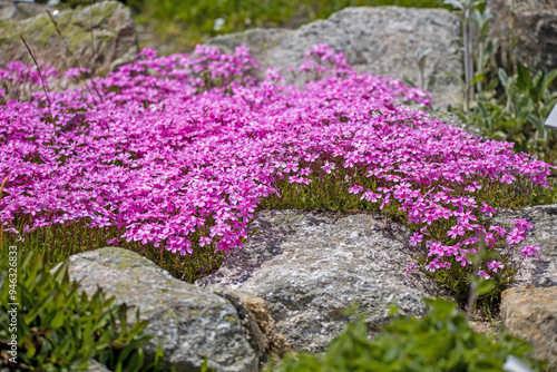 Fotografi a carpet of pink phlox in the rock garden with sunlight