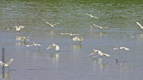 Little Egrets (Egretta garzetta) catching fish in the Sea of Galilee
