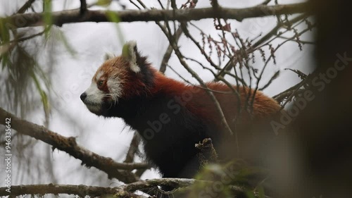 Red Panda climbing a tree