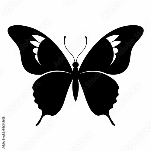 butterfly illustration