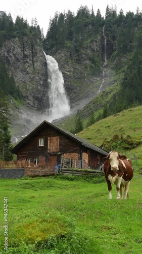 Wallpaper Mural Staubifall waterfall with a cow in the foreground, Switzerland Torontodigital.ca