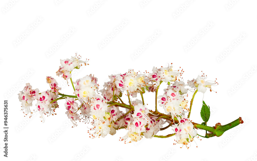 Horse-chestnut flowers isolated on a white background, top view, contour Horse-chestnut flowers isolated on a white background, top view, contour