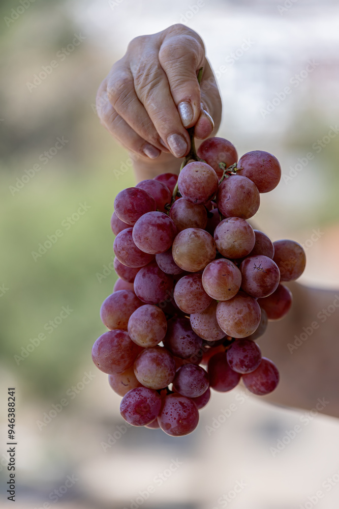 A woman holds a bunch of red grapes in her hand