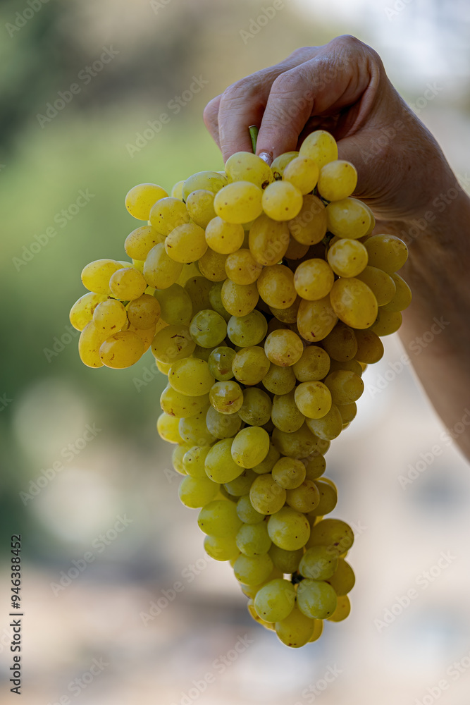 A woman holds a bunch of yellow grapes in her hand
