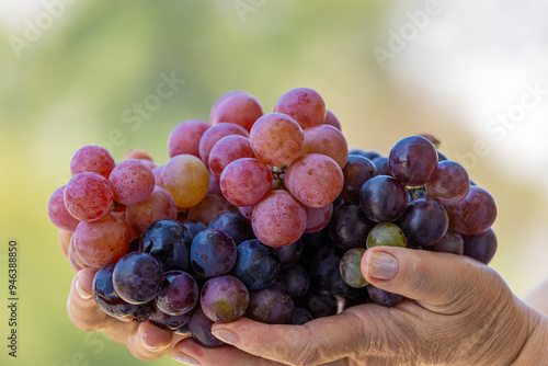 Black and red grapes in a woman's palm.