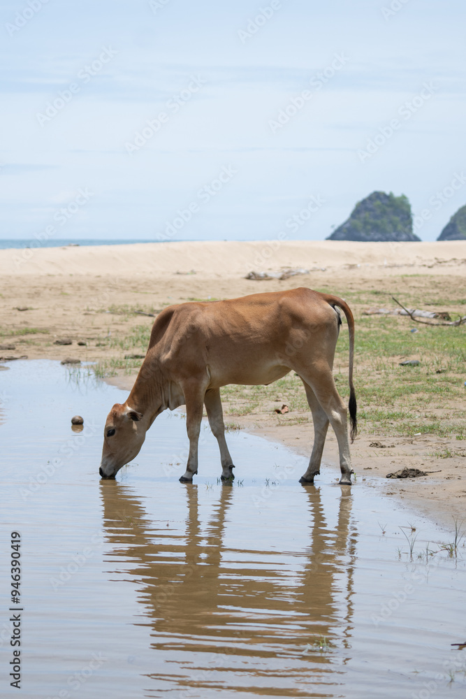 Naklejka premium A cow drinks from a small river near the beach