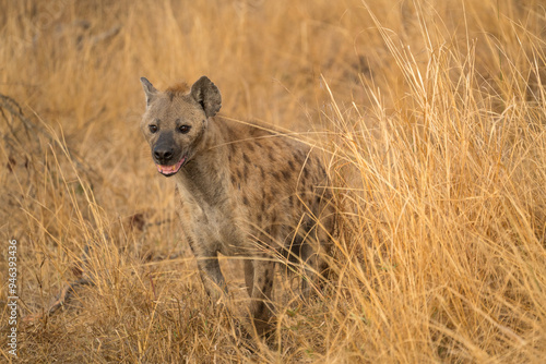 Canvas Print Kruger Hyena