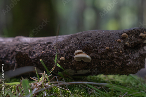 wood mushroom