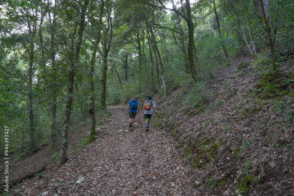 Foresta umbra Foresta umbra