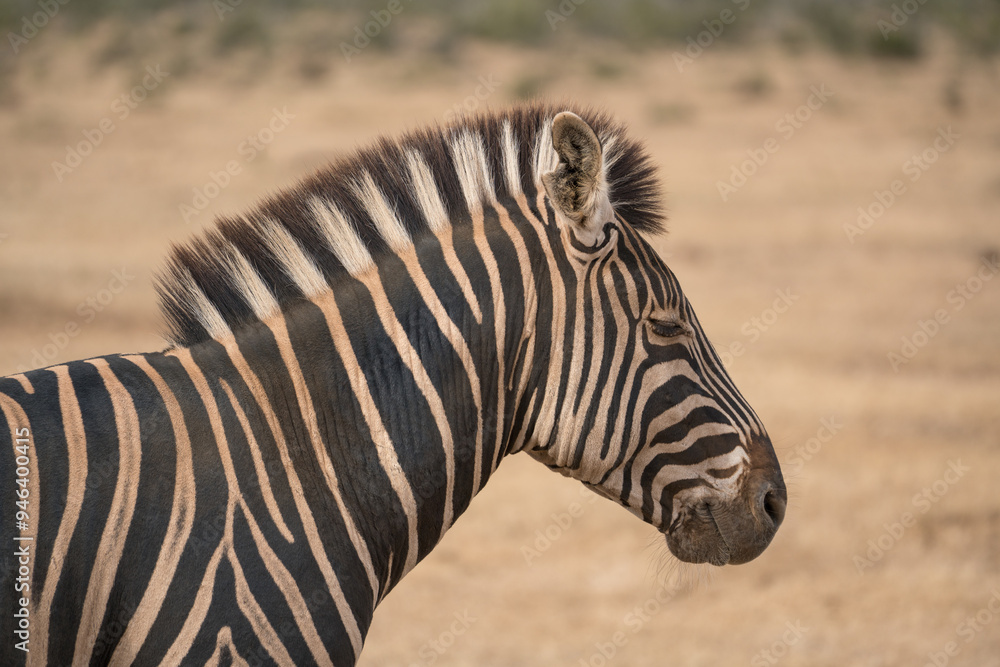 Kruger Zebra