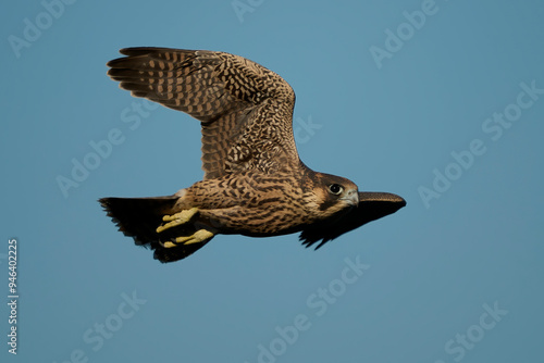 Peregrine falcon (Falco peregrinus)