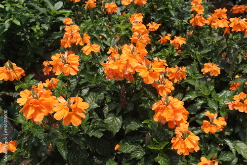 Crossandra infundibuliformis flower plant on farm