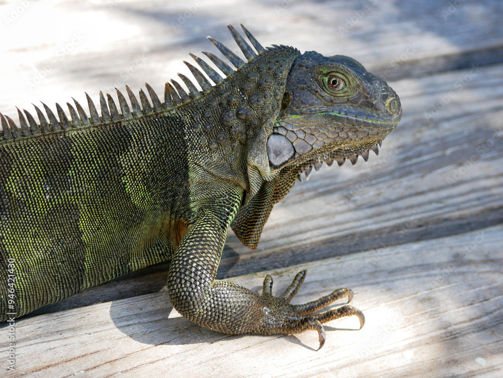 Huge iguana lizard on the beach in Aruba Huge iguana lizard on the beach in Aruba